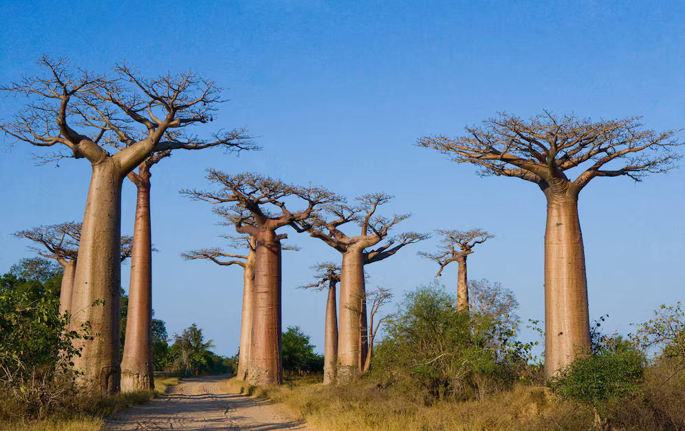 Avenue of baobabs in Madagascar