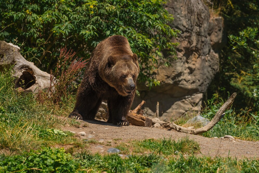 Brown Bear, Ursus arctos Khutzeymateen Provincial Park, Great Bear Rainforest, British Columbia, Canada