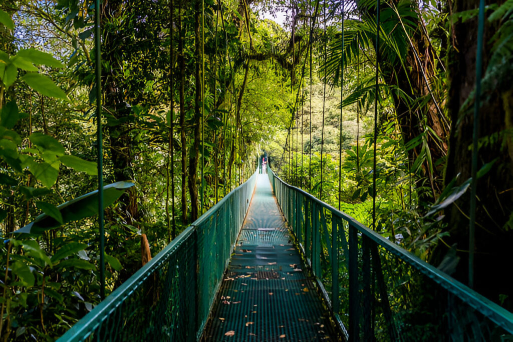 Walking on hanging bridges in Cloudforest - Travel destination Costa Rica
