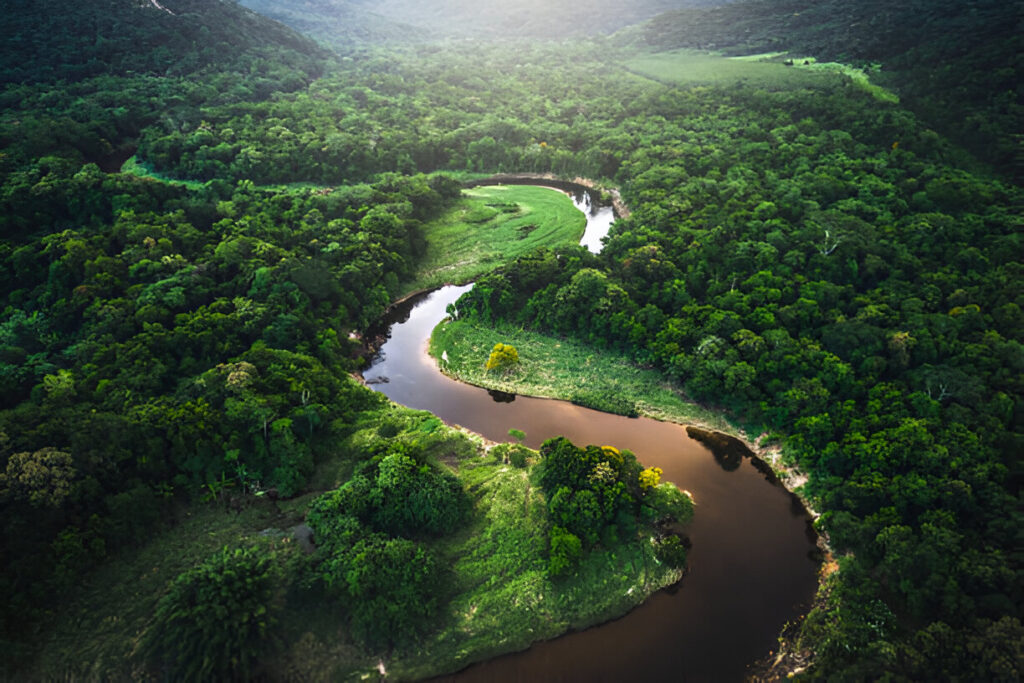 Amazon Rainforest, Forest, Amazon River, Brazil, Nature
