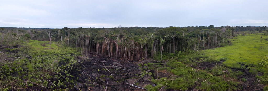 Panoramic aerial view of burned meadow cut trees in cattle pasture farm in the Amazon rainforest, Brazil. (Source: IStock)
