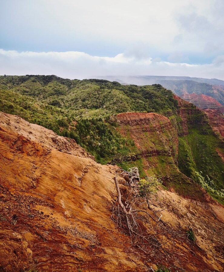 Forest and Mountain Soil