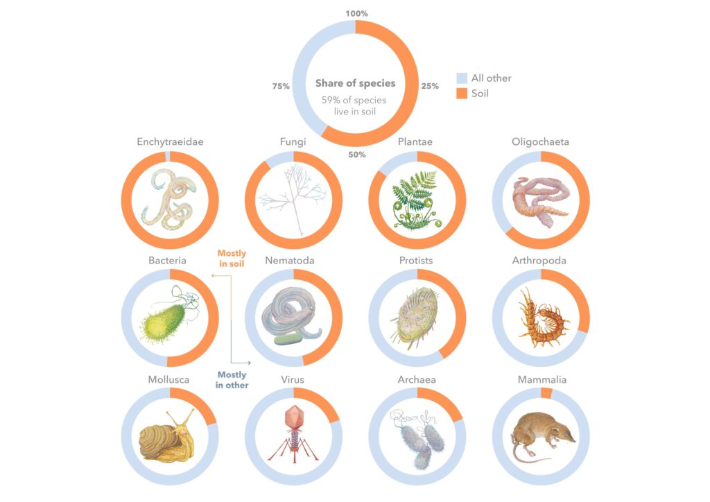 Graphical overview of the share of species living in soil.