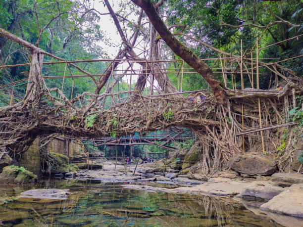 isolated single root bridge naturally made of tree branch from flat angle image is taken at single root bridge cherrapunji meghalaya India. (source: istockphoto)
