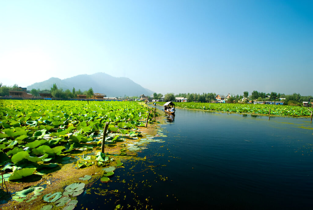 Dal Lake is its floating gardens, locally known as "Rad" in Kashmiri.