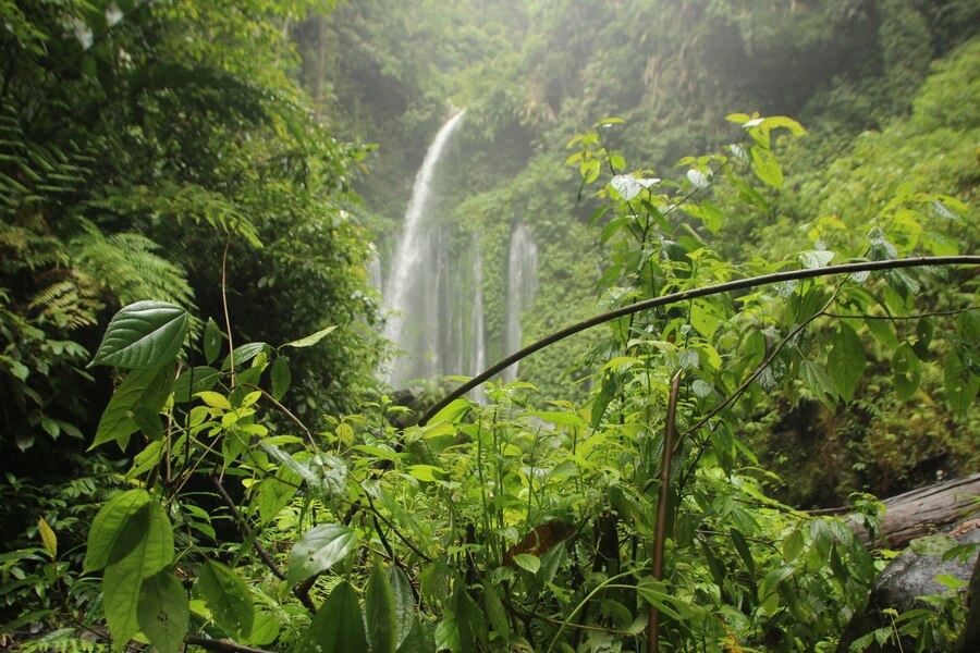 Amazon Rainforest, South America